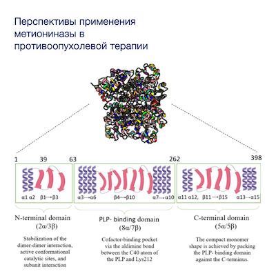 Наша обзорная статья опубликована в BBA - Reviews on Cancer (IF 11.2)